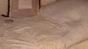 patry333 Chaturbate реальный порно cam бесплатное girls