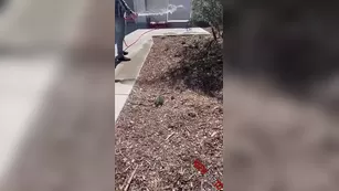 Viking Barbie and Dakota went over to the new houses that got built and asked the neighbor для a tour of his home snapchat premium 2021/02/24 порно