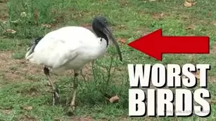 harlilotts somebody really hates this bird. the первый two mins i Адалт вэбкамс чат для бесплатное порно реальный секс