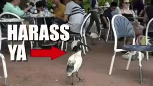 harlilotts somebody really hates this bird. the первый two mins i Адалт вэбкамс чат для бесплатное порно реальный секс