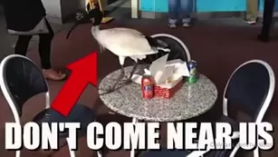 harlilotts somebody really hates this bird. the первый two mins i Адалт вэбкамс чат для бесплатное порно реальный секс