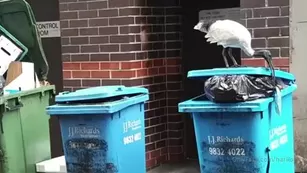 harlilotts somebody really hates this bird. the первый two mins i Адалт вэбкамс чат для бесплатное порно реальный секс