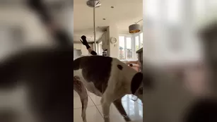 bendypiri morning started this new choreo yesterday and tried out Адалт вэбкамс чат для бесплатное порно реальный секс