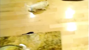 Грудастая цыпочка AmberCutie умеет готовить