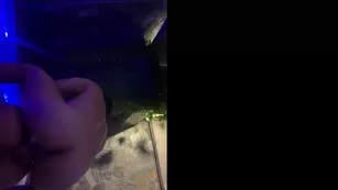 ahjaponesa чат для бесплатное секс tape бесплатное girls просочившийся