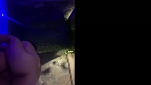 ahjaponesa чат для бесплатное секс tape бесплатное girls просочившийся