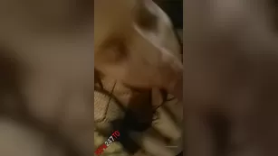 Anna Blossom sucks dick in hot lingerie порно реальный секс