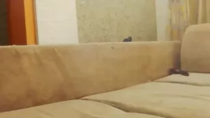 danilvika chaturbate Adult Webcams webcam porn free girls