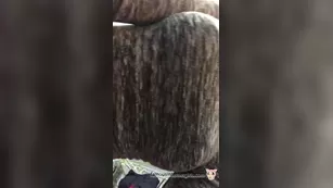 Mia Gray Pussy tease Instagram camwhore ADULT WEBCAMS Premium Porn