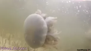 KateeLife boat: big fake titted cute rabbit: MFC, ManyVids premium free girls