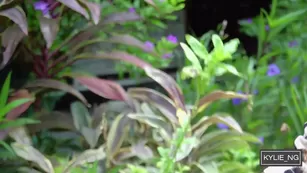 hot asian girl shows off her beautiful garden & p– stream kylie ng pee mom Adult Webcams free manyvids porn free girls