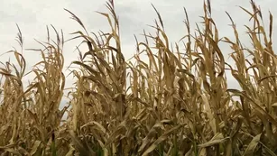 demongoddessj public ass teasing is it even spooky season if you haven t gotten your ass ate in a pumpki Adult Webcams chat for free porn live sex