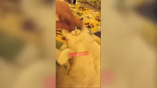 cortana blue snapchat premium Adult Webcams porn live sex