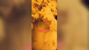 cortana blue snapchat premium Adult Webcams porn live sex