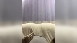 Ellidi возбуждает письку вибратором и вставляет анальную пробку с пушистым хвостом