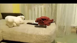 Страстная шлендра делает качественный минет saltyblood