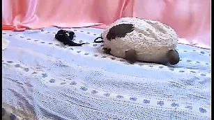 Шальная сучка kotja дрючит попку фаллосом