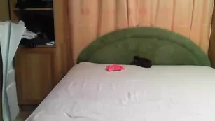 Шальная дамочка сосет хуй и трахается Palach2323