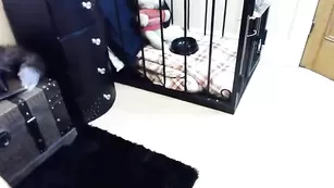 Грудастая барышня daddylovesprincess пробует сперму