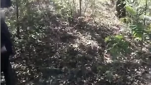 MBlackAWhite делает минет на свежем воздухе  в лесу