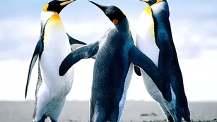 Украинская шваль vikibru грязно трахает анал