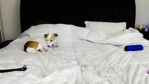 Симпатичная курва Jazmynn_m трахает пизду и кончает