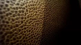 Грудастая стерва Hidden_passions ласкает пизденку