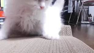 Грудастая барышня Cortanablue скачет на секс игрушке