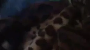 Молодая сучка шалит с хахалем