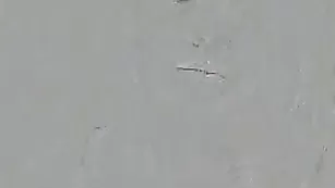 BlondiCat позабавилась с игрушкой