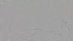 BlondiCat позабавилась с игрушкой