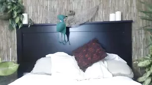 Строптивая стерва Pansexualpixie трахает пизду секс игрушками