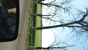 Шлюха сосет в машине