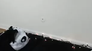 Крашеная сука Eeeveee мастурбирует пизду вибратором