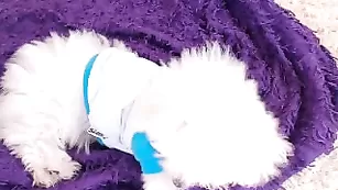 Роскошная брюнетка RussianXXtasy демонстрирует свои прелести