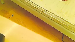 Миленькая леди CarolineCruz мастурбирует сочную киску