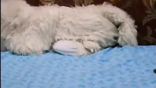 Сексуальная кобыла Antje трахает киску фаллосом