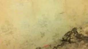 Плоская девка Cassiopeia снимает нижнее белье