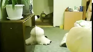 Красивая брюнеточка трахается с парнем на вебку