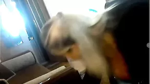 Знойная шалава Bella соблазняет большими сиськами