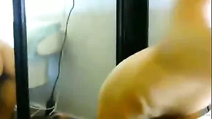 Сексапильная rastygirl эротично раздевается