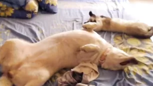 Замечательная телочка Adinasweety ласкает большие сиськи