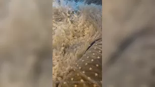 erotichigharchs 08 10 2020 In case if вас missed мой ig реальный tonight xxx onlyfans nude реальный порно