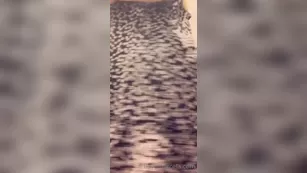 latinamilfnyc 10 05 2020 3942577 шоу чат реальный порно