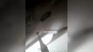 professor gaia selfie stick that dick in мой киска vol 1 шоу чат реальный порно