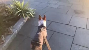 tofuthickie hi guys i'm slowly starting feel better so here s мой newest video to make up для мой absen шоу чат реальный порно