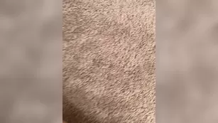 xo_rybaby 19 01 2021 ХОРОШО MORNING TEAM RYBABY Take мой poll для me шоу чат реальный порно