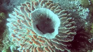 SashaBae missfox have look of underwater on bali with me onlyfans xxx порно