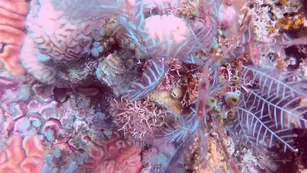 SashaBae missfox have look of underwater on bali with me onlyfans xxx порно