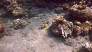 SashaBae missfox have look of underwater on bali with me onlyfans xxx порно